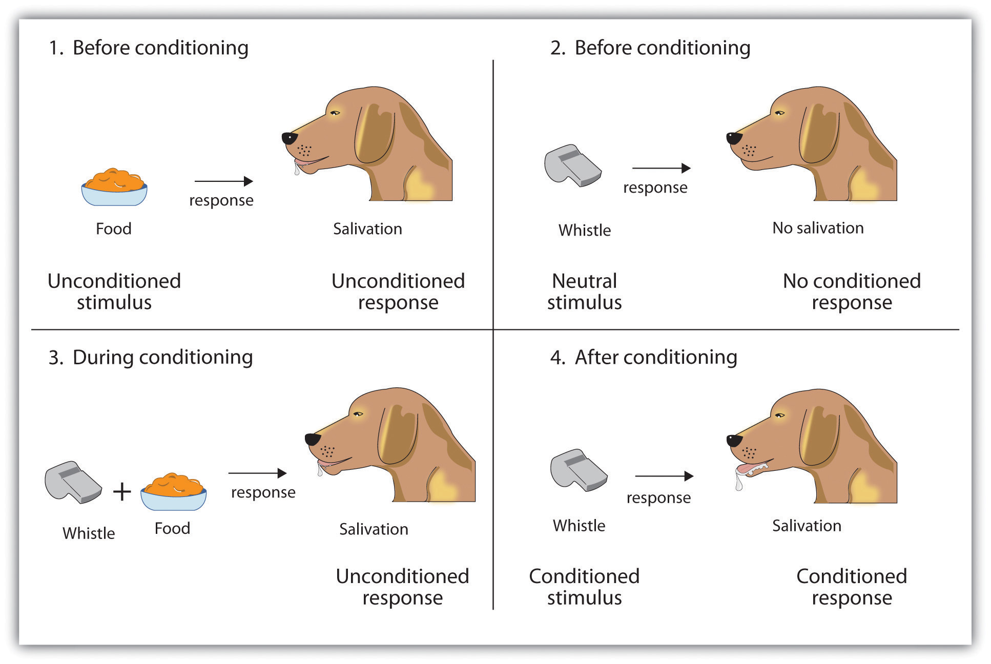 Is Classical Conditioning Associative Learning?
