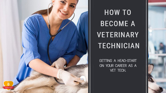 How Many Years Of School To Be A Vet Tech?